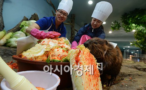 [포토]김장김치 먹는 '비버'