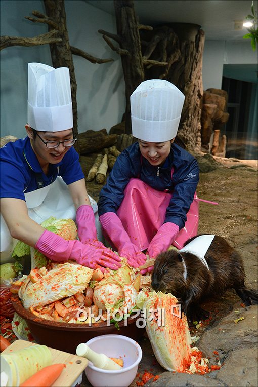 [포토]'비버는 김치를 좋아해~'
