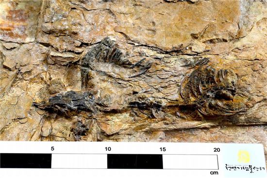 경남 하동에서 발견된 국내 최초 육식공룡 골격화석