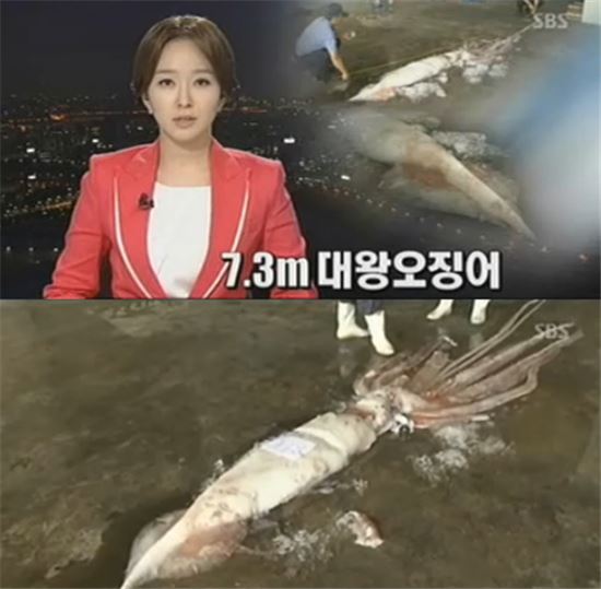 7.6m 대왕오징어, 日서 잡혀…'전설의 바다괴물' 전시 예정 
