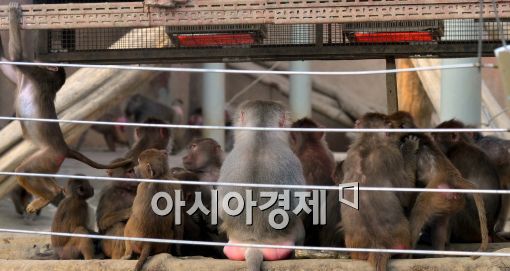 [포토]옹기종기 모인 망토원숭이들
