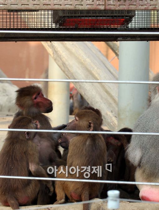 [포토]난로 아래 모인 망토 원숭이들