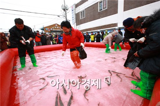 지난해 열린 부안 설(雪)숭어 축제에서 관광객들이 숭어를 잡고있다.