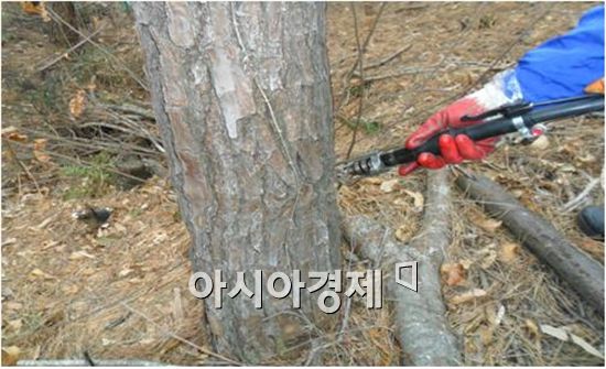순천시는 소나무재선충병 예방나무주사를 실시했다.