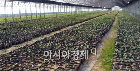장흥군, ‘황칠나무 산업화 단지 조성사업’ 50억원 지원 확정