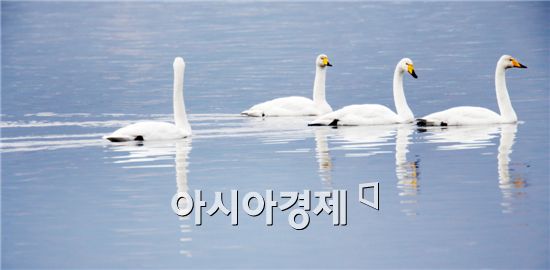 [포토]추위 즐기는 고니들