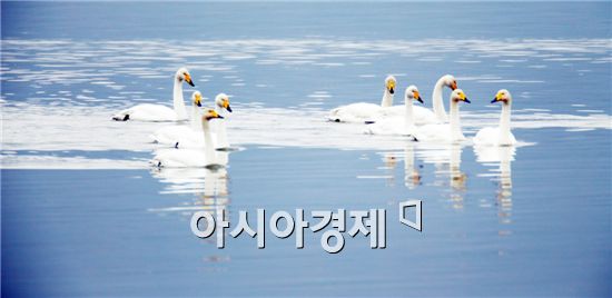 영상의 기온이지만 차가운 바람이 불어 체감온도를 뚝 떨어뜨린 8일 전남 강진군 강진만(灣)에서 월동 중인 천연기념물 제201호인 큰 고니들이 매서운 추위를 즐기듯 여유롭게 바다를 누비고 있다. 사진제공=강진군
