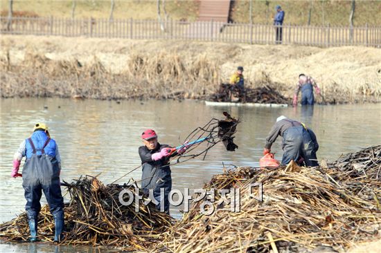 [포토]광주 북구, 양산제 연꽃 제거 작업