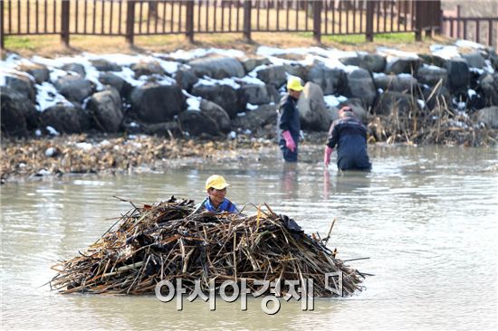 [포토]광주 북구, 양산제 연꽃 제거 작업