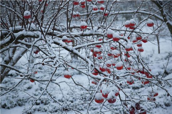 오늘 소설(小雪)…절기상 첫눈 내리는 날