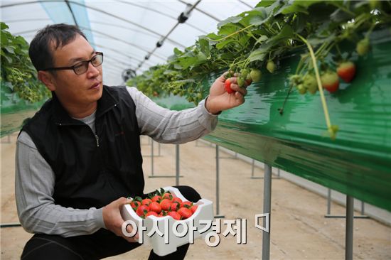 새콤달콤한 해남딸기, 본격 출하