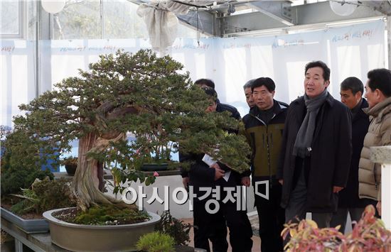 이낙연 전남도지사가 25일 신안 천사섬 분재공원을 찾아 조형미를 뽐내는 분재들을 둘러보고 있다. 이 지사는 이날 천사섬 분재공원과 무안 현대영농조합, 무안 해제분재원을 차례로 방문해 생산농가의 현황을 살피고 농업과 임업분야의 산업화 방안을 논의했다. 사진제공=전남도
