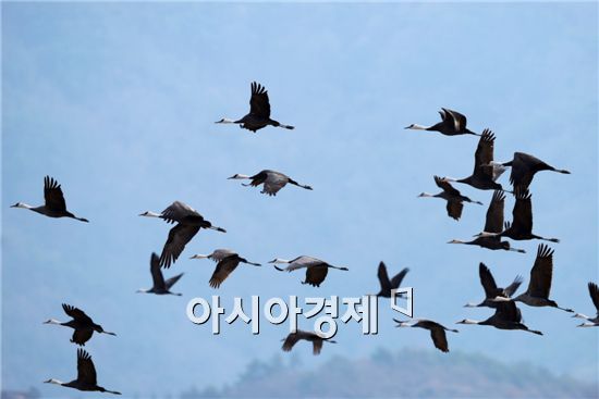 주민과 협력으로 천학(千鶴 )의  도시꿈 이룬 순천