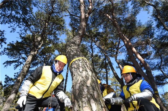 소나무 재선충 확산…"이 추세라면 3년 안에 한국 소나무 멸종"