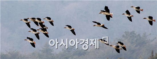 을미년 새해를 맞아  5일 전남 함평군 대동면 목포상수원을 찾은 청둥오리 떼가 무리를 지어 날아다니고 있다. 사진제공=함평군