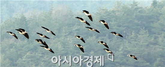 을미년 새해를 맞아 5일 전남 함평군 대동면 목포상수원을 찾은 청둥오리 떼가 무리를 지어 날아다니고 있다. 사진제공=함평군
