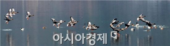 을미년 새해를 맞아 5일 전남 함평군 대동면 목포상수원을 찾은 청둥오리 떼가 무리를 지어 날아다니고 있다. 사진제공=함평군
