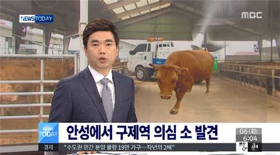 경기도 안성시,구제역 의심 소 발견…방역당국 조사 중