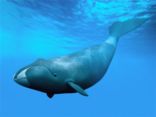 [과학을 읽다]200년 사는 북극고래…장수 비결은?