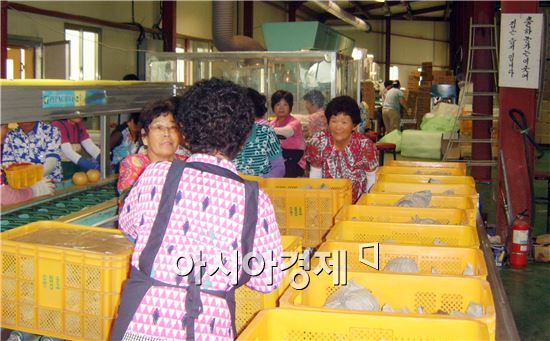 곡성배영농조합법인 ‘2014 우수 수출단지' 선정