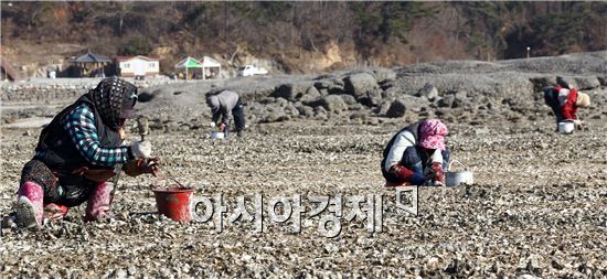 [포토]함평 돌머리해변 석화 따는 아낙들