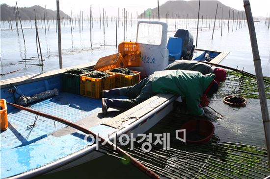 [포토]장흥 매생이 수확 한창 