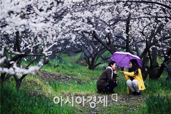 광양매화축제, 2015년 전라남도 대표축제 선정