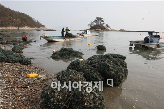 [포토]장흥 소등섬 석화(石花) 채취 한창