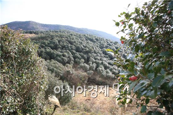 완도군, '전국 최대' 동백숲 치유 공간 조성