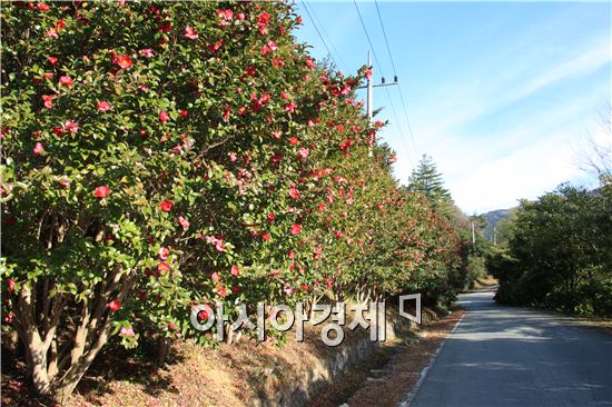 완도군, '전국 최대' 동백숲 치유 공간 조성