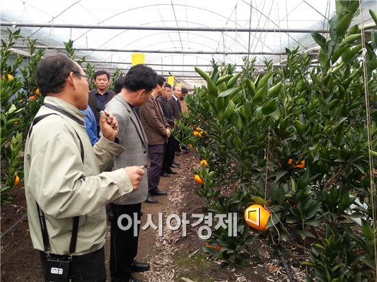 광양시, 아열대과수 재배단지 육성 시범사업 결실 보인다