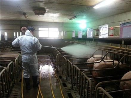 전국 소·돼지 30시간 이동중지…"초기 강력 대응"(상보)