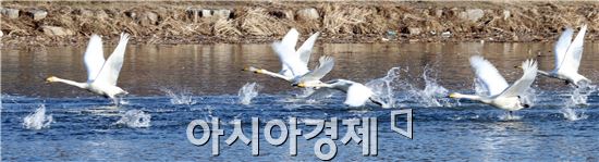 [포토]비상하는 큰 고니