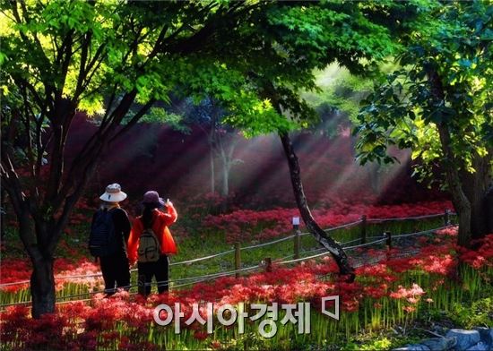 영광 불갑산상사화 축제 2015년 전라남도 대표축제 선정