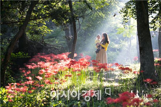 영광 불갑산상사화 축제 2015년 전라남도 대표축제 선정