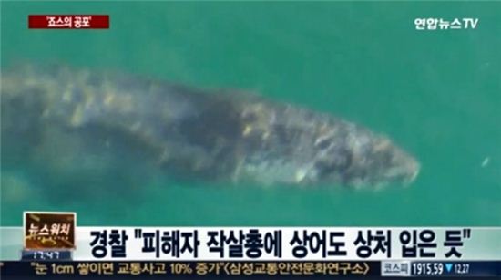 호주 동부 백상어 공포, 돌고래 '피 냄새' 맡고 몰려와… 해변 일주일째 폐쇄 