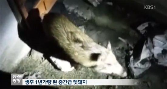 충북 읍내에 나타난 멧돼지 3마리…모두 사살 