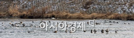 [포토]포근한 대한(大寒)…물놀이 나온 오리떼들