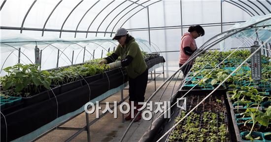 함평군 엑스포공원 사업소에서 오는 5월에 열릴 제17회 함평나비대축제를 대비해 친환경농업관에 선보일 단호박, 토마토 등 80여종의 농작물을 관리하는데 아낙네들의 손길이 분주하다. 사진제공=함평군