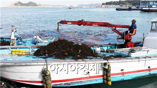 전남도, 중국서 밀려든 모자반 수거 총력