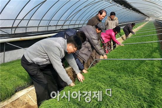 정읍시, ‘달래’ 겨울철 휴경기 특화작목으로 육성 틈새농업 공략