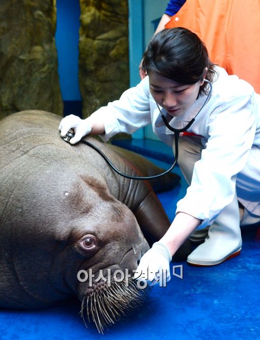 [포토]바다코끼리 메리씨, 건강검진 받는 날 