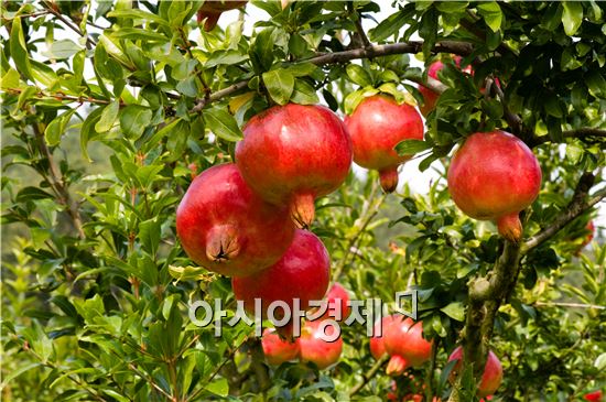 고흥 석류 신품종 전국 최초 “꽃향 1호” 등록 쾌거