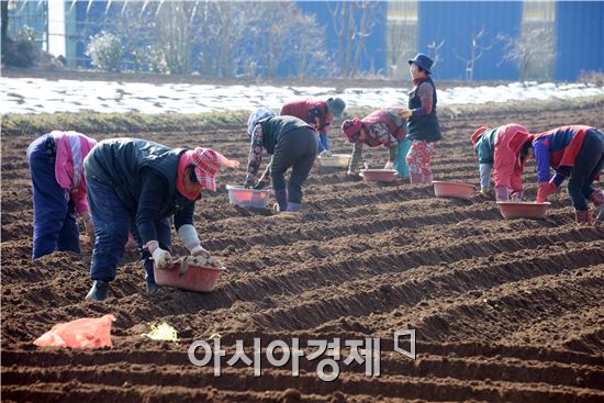 [포토]봄맞이하는 남도 들녘