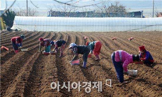 [포토]남도들녘에서 봄맞이하는 아낙네들