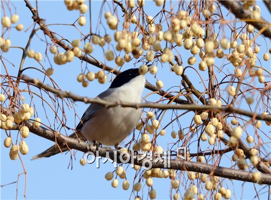 [포토]먹이사냥하는 물까치