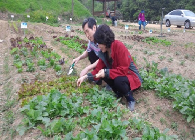▲서울시가 마련한 '함께서울 친환경농장'에서 참가 시민이 작물들을 살피고 있다. 