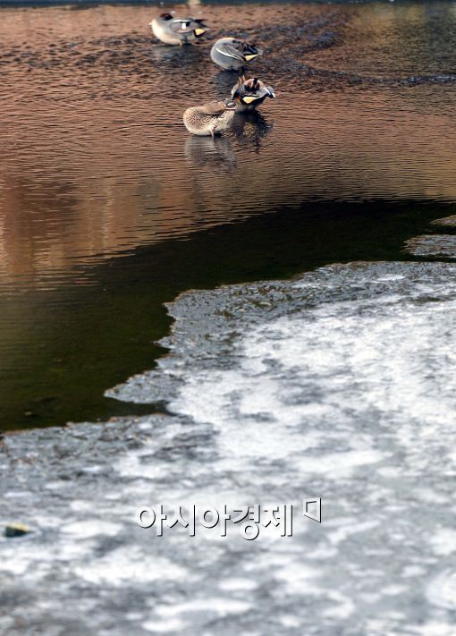 [포토]오리들도 추워하네~