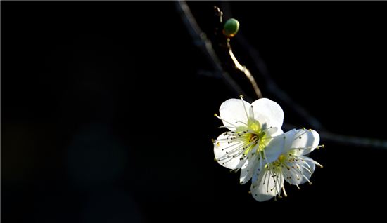 春香아, 벌써 왔느냐