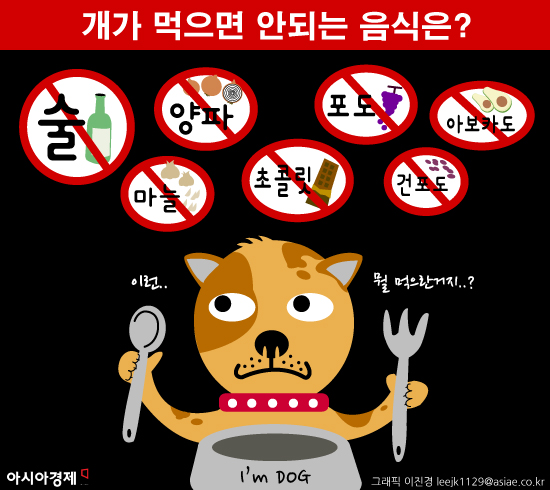 개에게 먹이면 위험한 음식들 살펴보니…'초콜릿·포도도 안돼?'